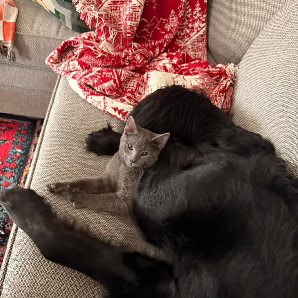 Enlarge Bernard, a Adoptable Domestic Short Hair in Jarrettsville, MD image 2/6