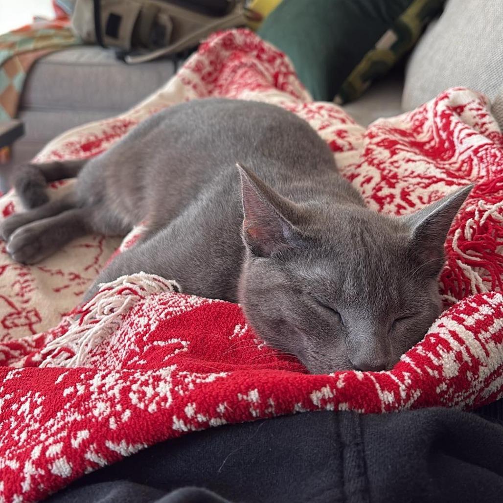 Enlarge Bernard, a Adoptable Domestic Short Hair in Jarrettsville, MD image 3/6