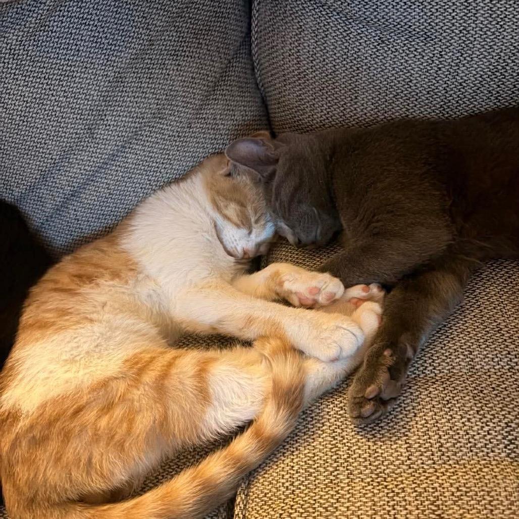 Enlarge Bernard, a Adoptable Domestic Short Hair in Jarrettsville, MD image 4/6