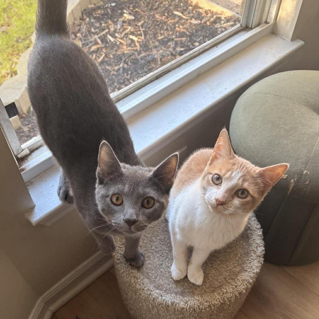 Enlarge Bernard, a Adoptable Domestic Short Hair in Jarrettsville, MD image 5/6