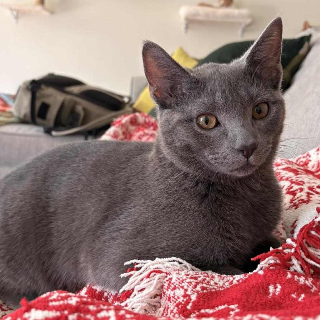 Enlarge Bernard, a Adoptable Domestic Short Hair in Jarrettsville, MD image 6/6