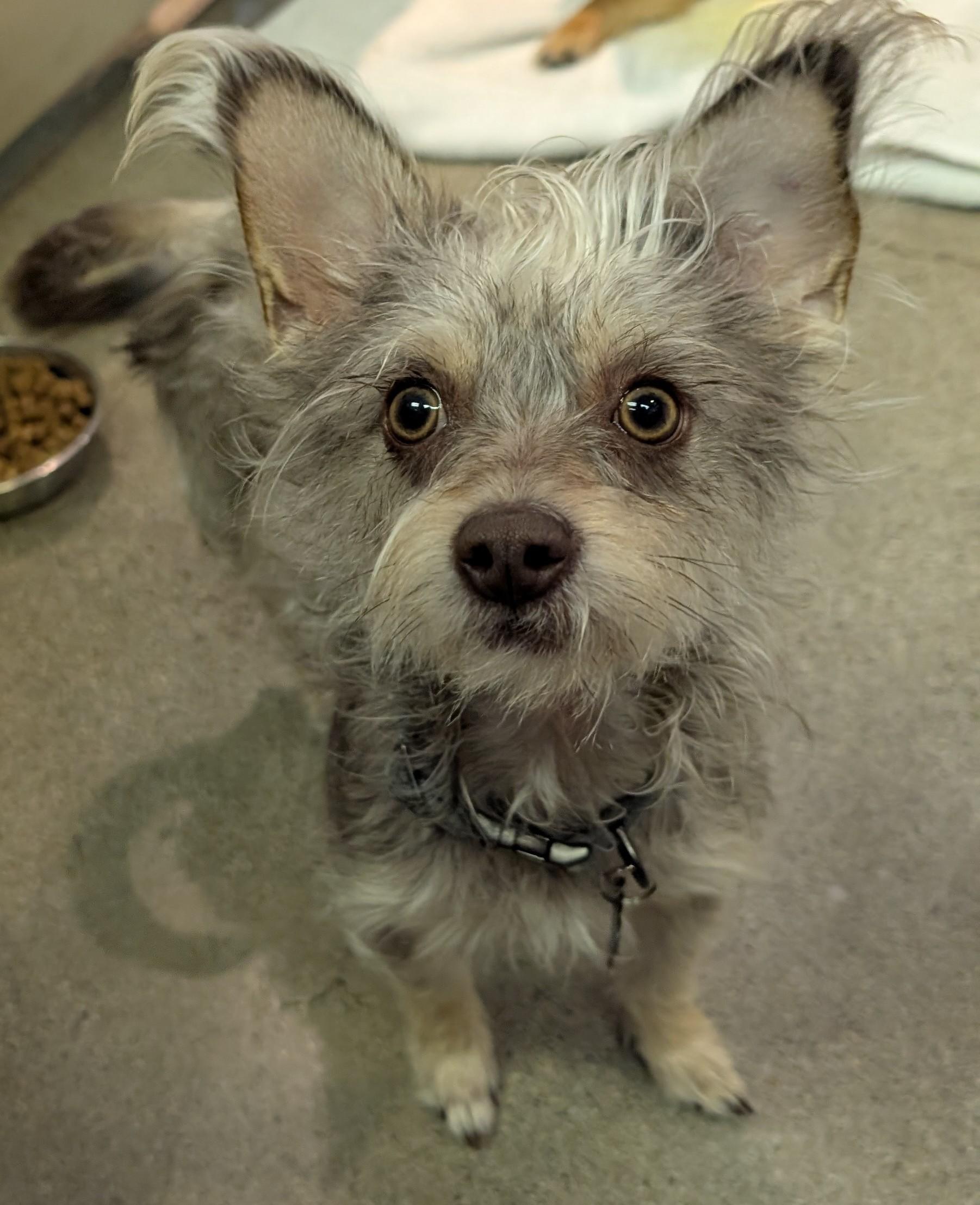 Mariposa, ADOPTABLE, Young Female Yorkshire Terrier & Miniature Schnauzer.