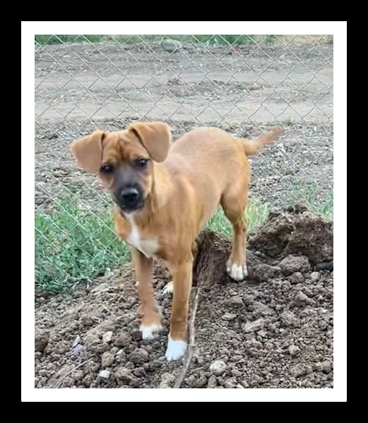 NUTMEG (Please submit an application @ southernstaranimalrescue.org)