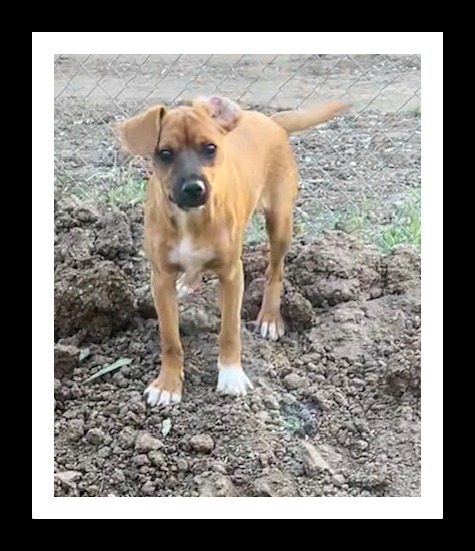 NUTMEG (Please submit an application @ southernstaranimalrescue.org)
