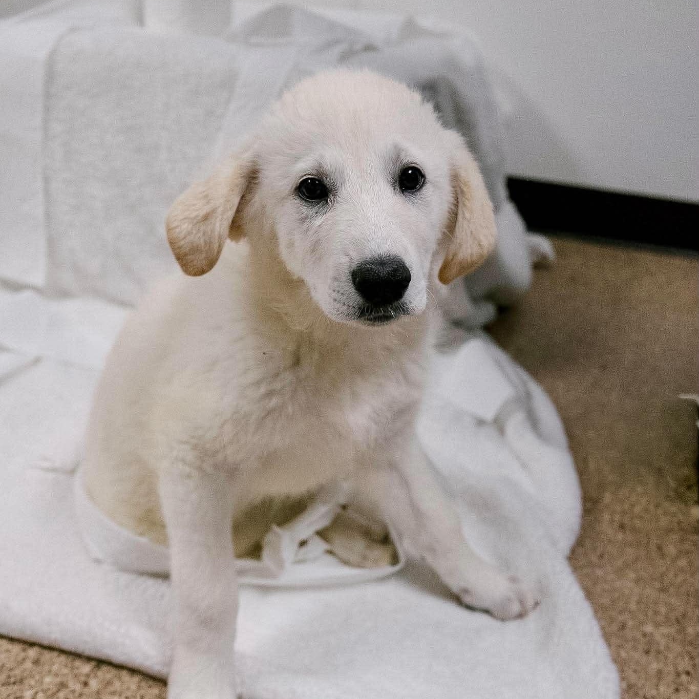 Enlarge Cottonelle, a ADOPTABLE Great Pyrenees in Valparaiso, IN image 2/2