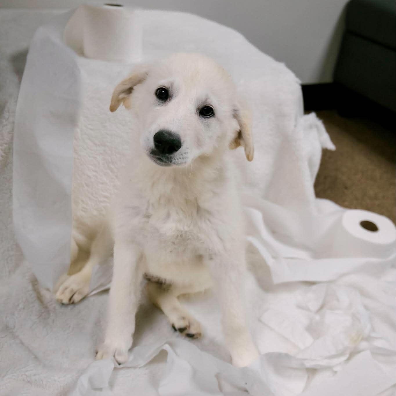 Cottonelle, ADOPTABLE, Puppy Female Great Pyrenees.