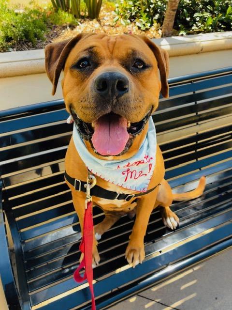 Enlarge CHYLA, a Adoptable mixed breed in Santa Barbara, CA image 1/1