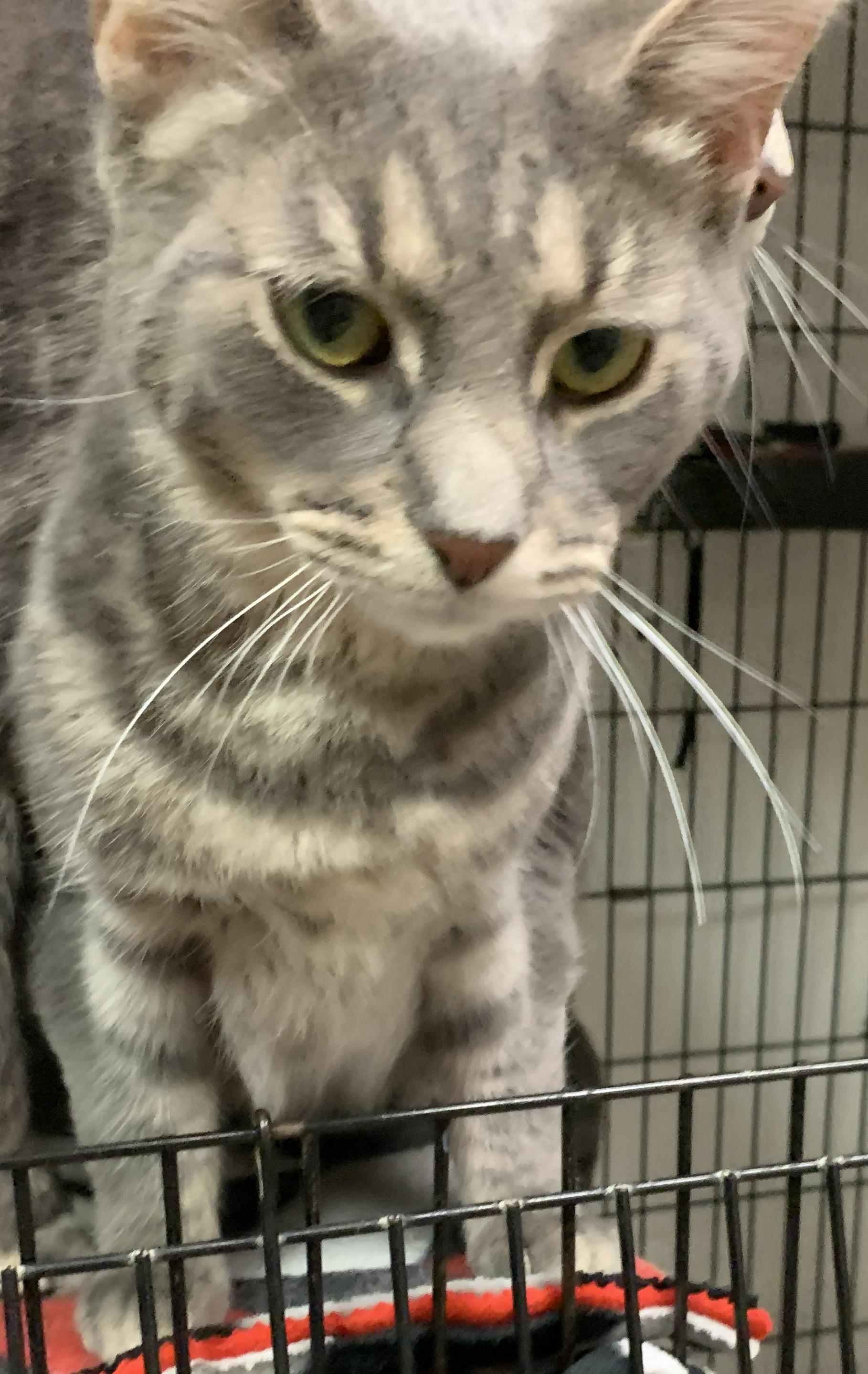 Enlarge Willa25, an adopted Domestic Short Hair in Milwaukee, WI image 1/2