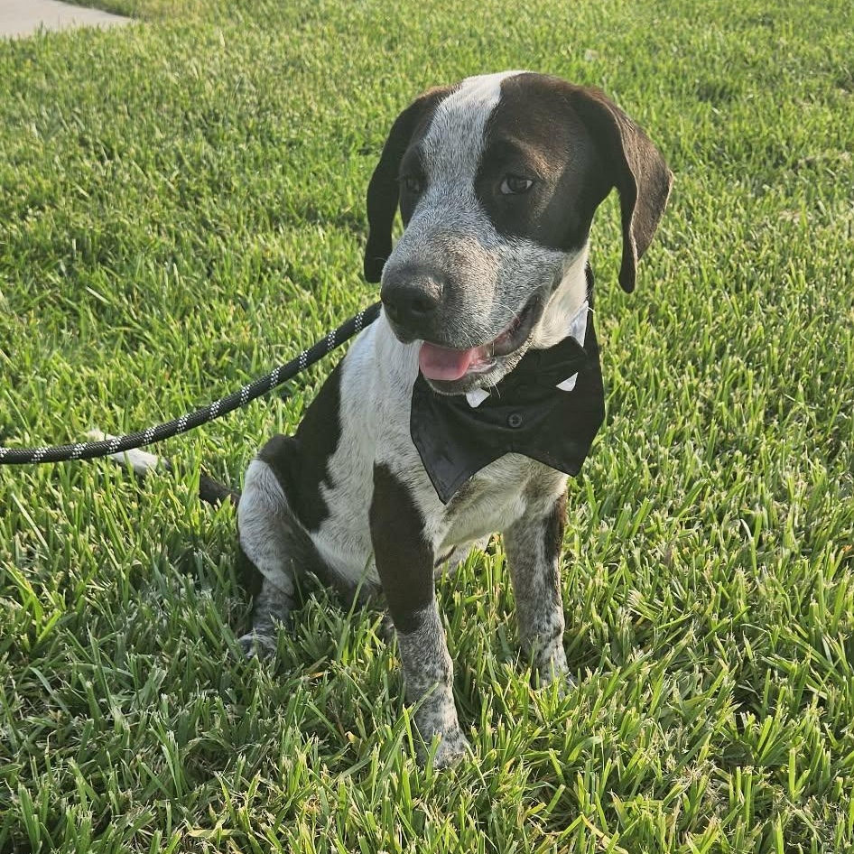Enlarge Astro, a Adoptable German Shorthaired Pointer in Eau Claire, WI image 4/6