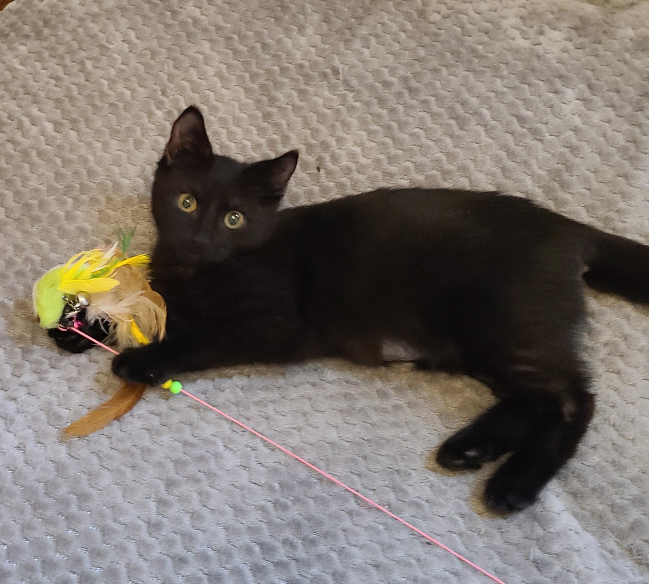 Enlarge Nyx, a Adoptable American Shorthair in Detroit, MI image 1/3