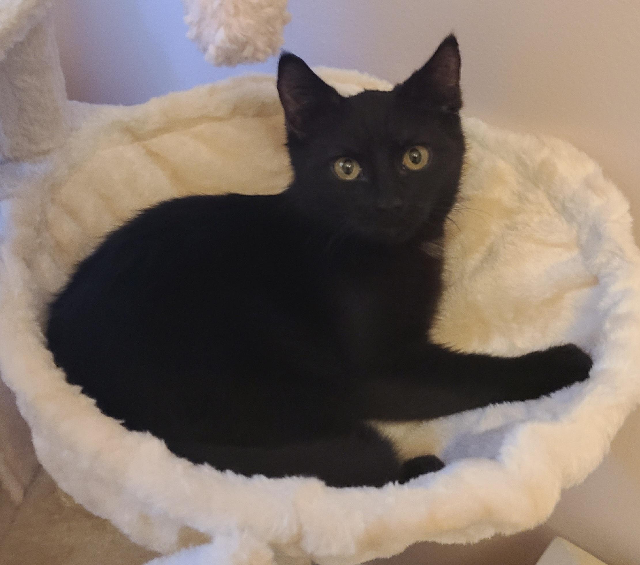 Enlarge Nyx, a Adoptable American Shorthair in Detroit, MI image 2/3