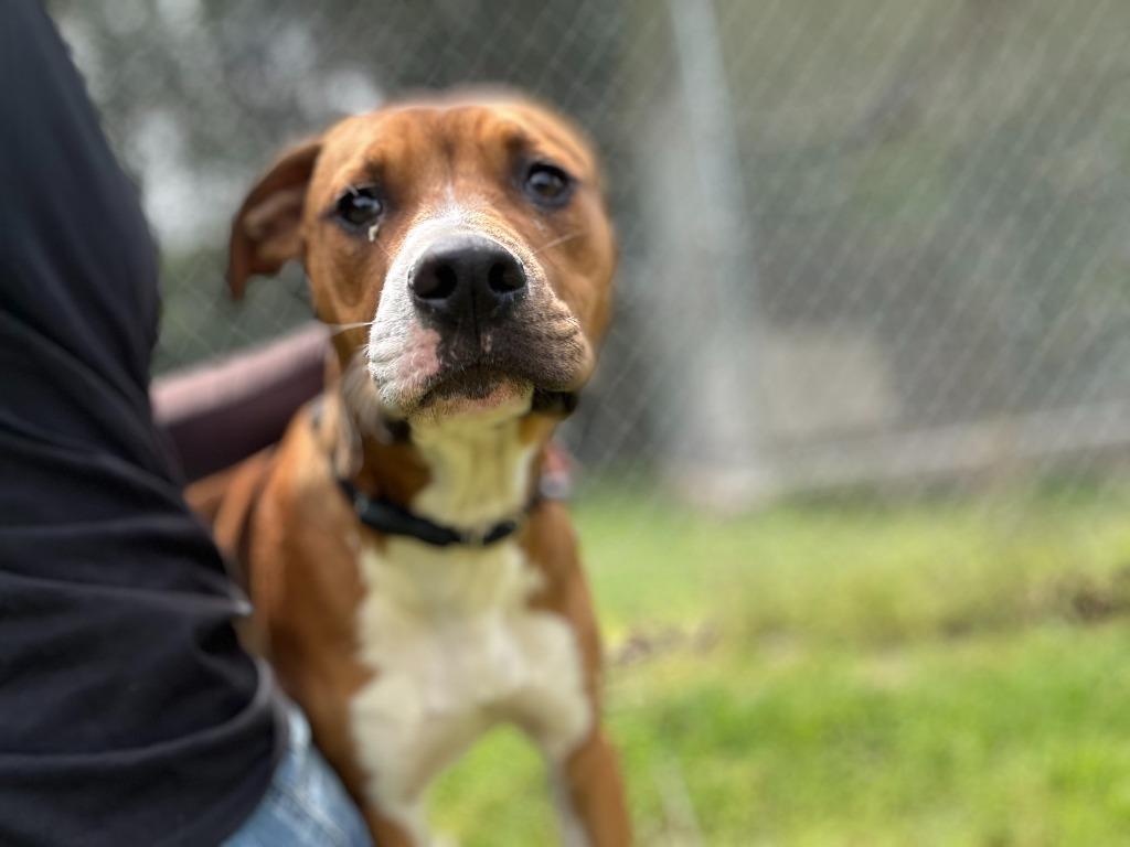 Crew, Adoptable, Young Male Boxer.