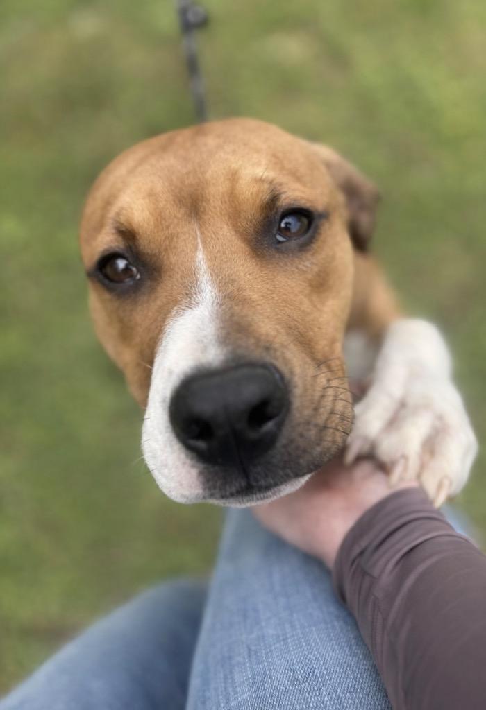 Enlarge Crew, a Adoptable Boxer in Russellville, KY image 2/3