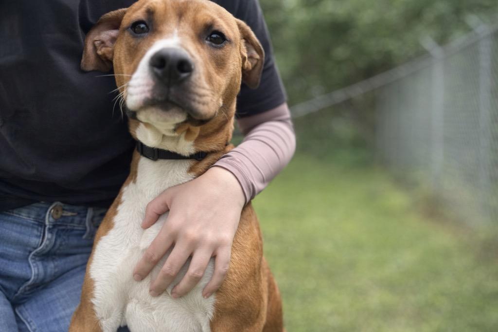 Enlarge Crew, a Adoptable Boxer in Russellville, KY image 3/3