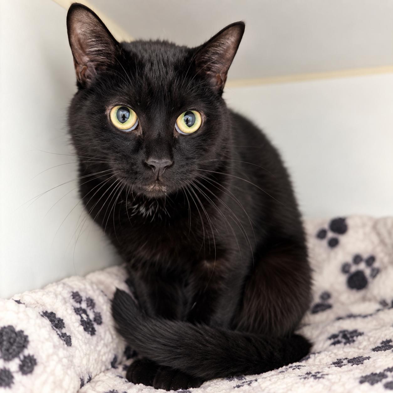 Enlarge Adorno, a Adoptable Domestic Short Hair in Pontiac, MI image 1/1