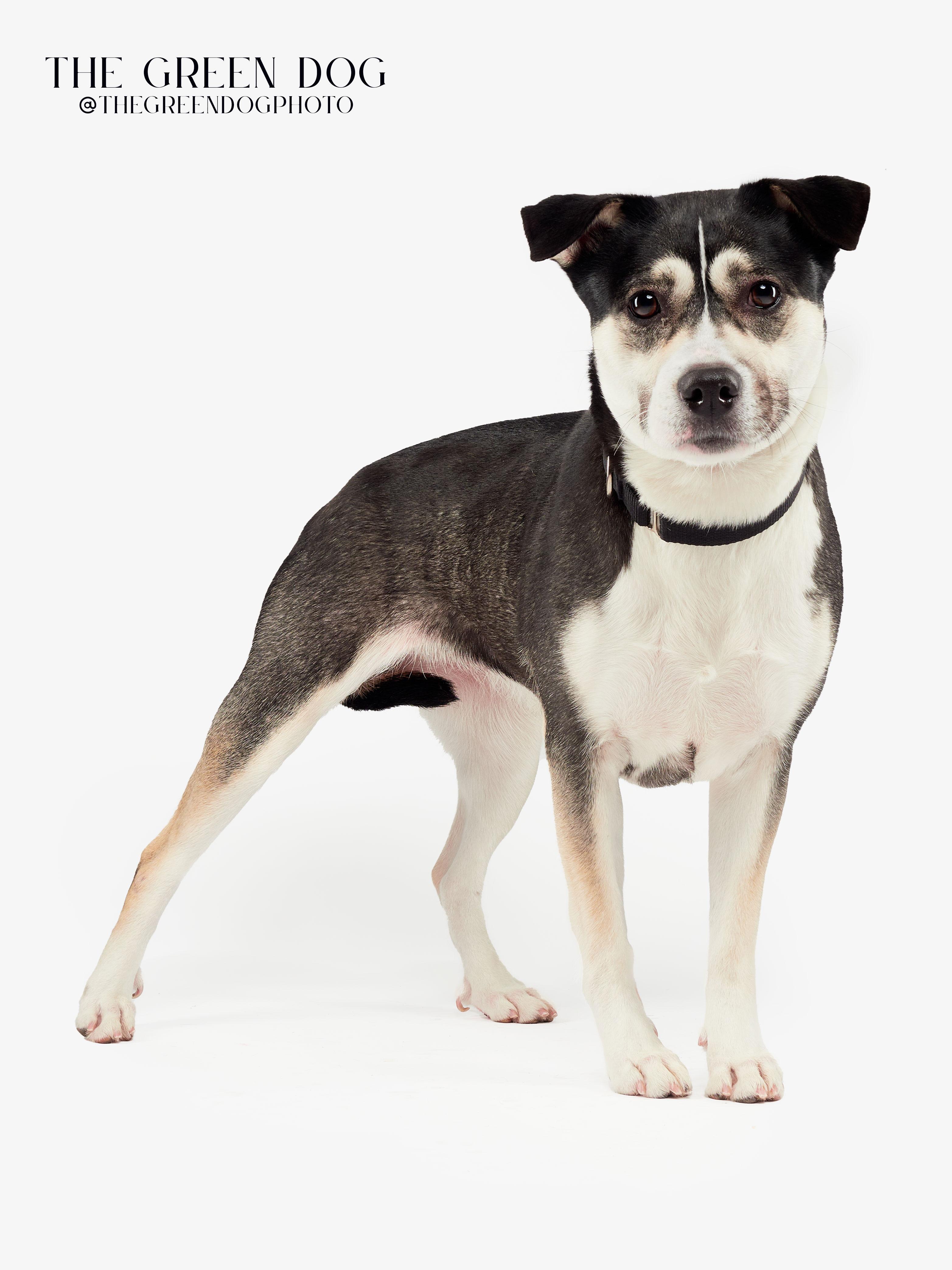 Spooky, Adoptable, Adult Female Mixed Breed & Pit Bull Terrier.