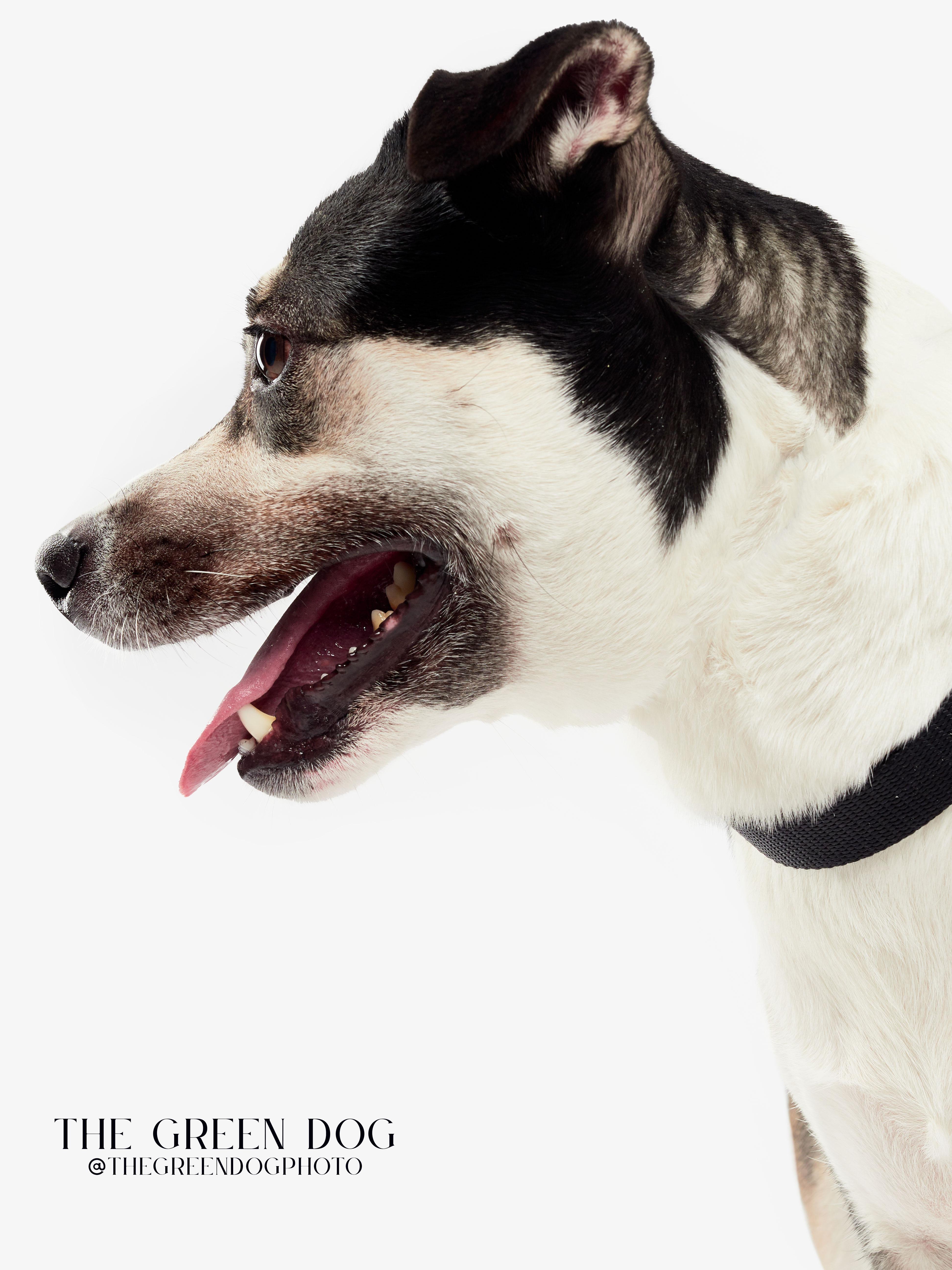 Spooky, a Adoptable mixed breed in Teterboro, NJ image 4/5