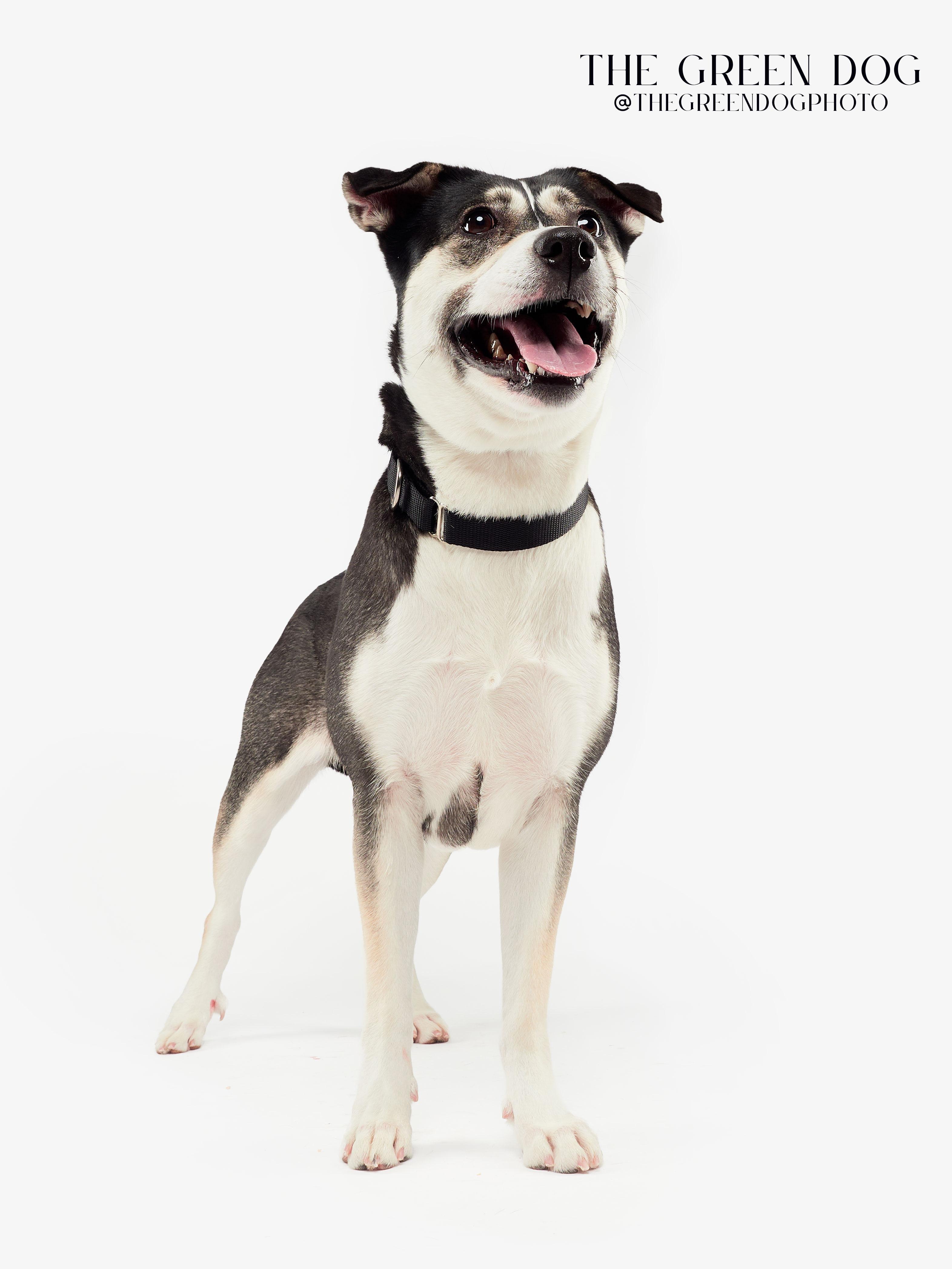 Spooky, a Adoptable mixed breed in Teterboro, NJ image 3/5