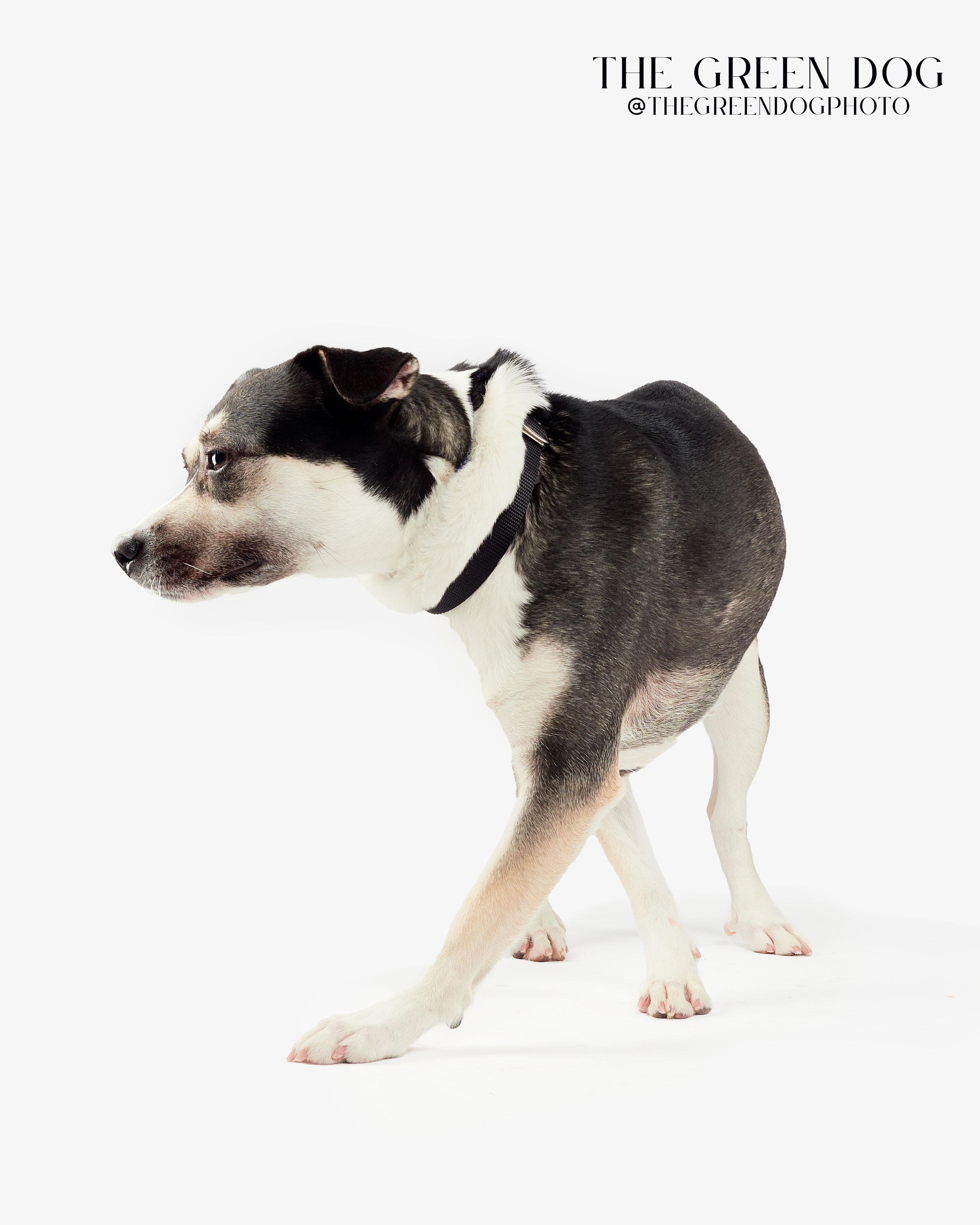 Spooky, a Adoptable mixed breed in Teterboro, NJ image 5/5