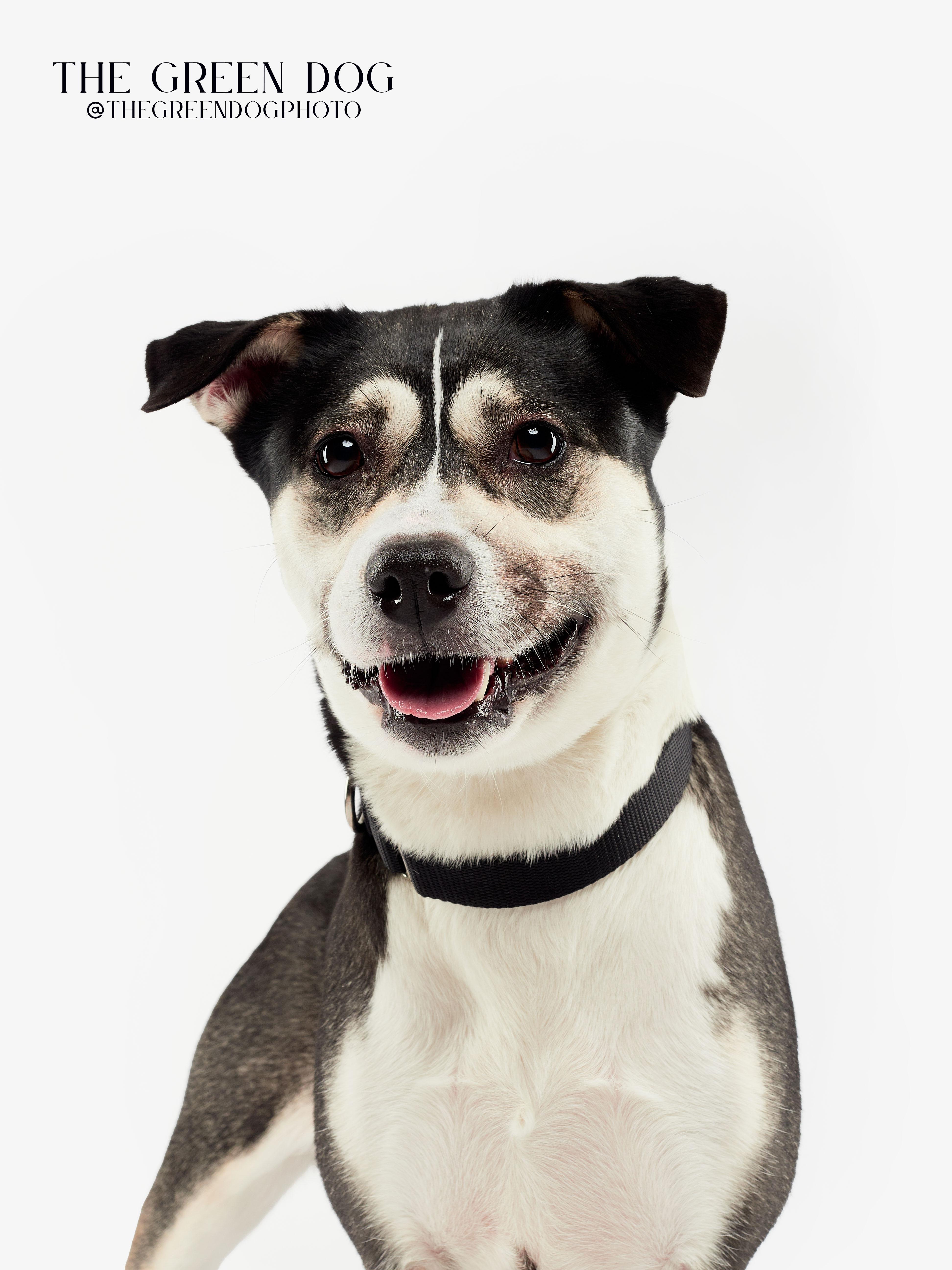 Spooky, Adoptable, Adult Female Mixed Breed & Pit Bull Terrier.