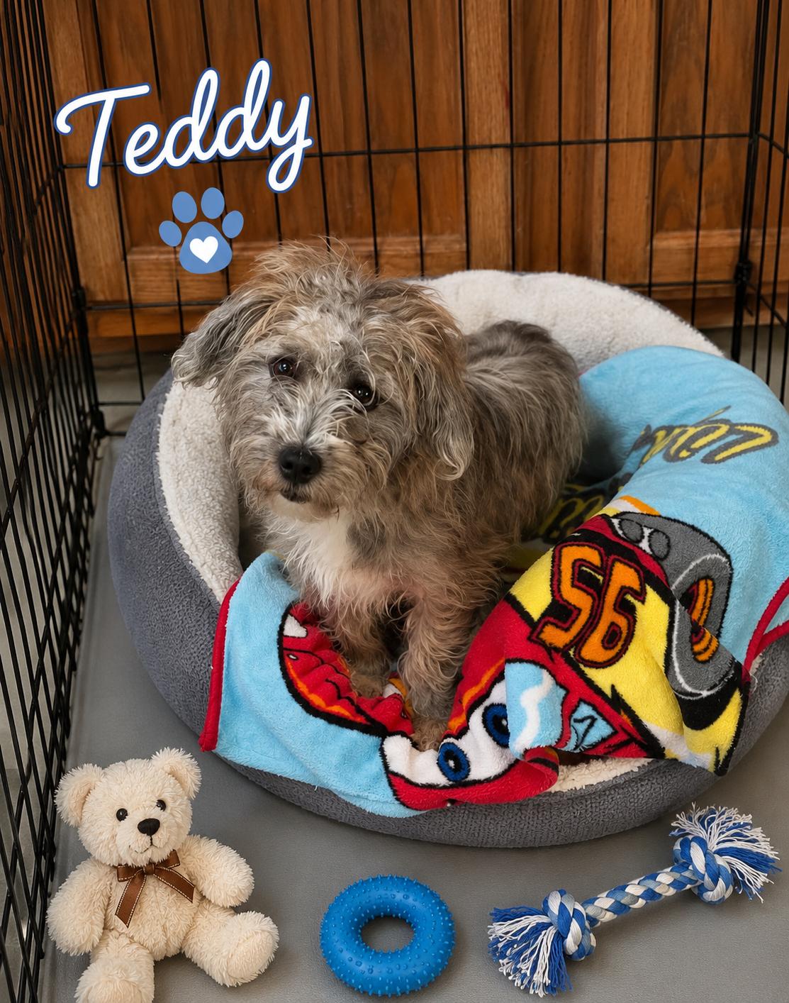 Enlarge Teddy, an adopted mixed breed in Momence, IL image 1/1
