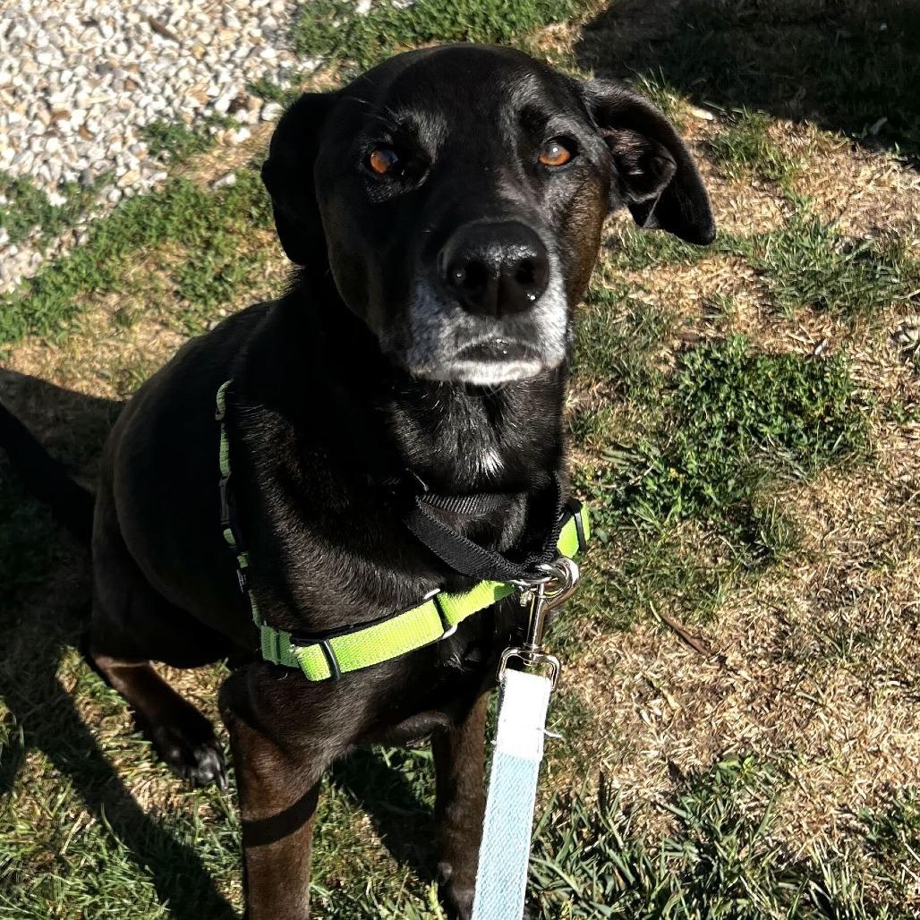 Tillie, Adoptable, Adult Female Black Labrador Retriever.