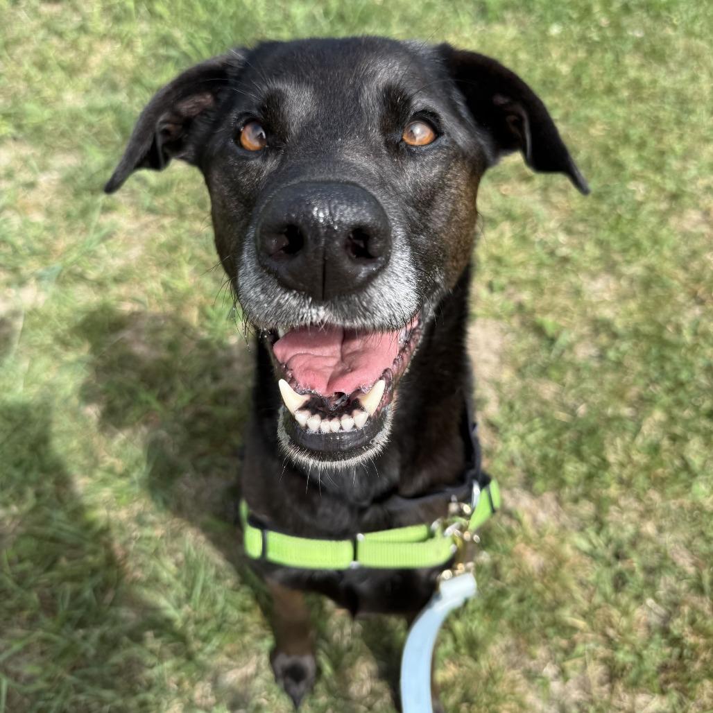 Tillie, a Adoptable Black Labrador Retriever in Dover, NH image 1/6