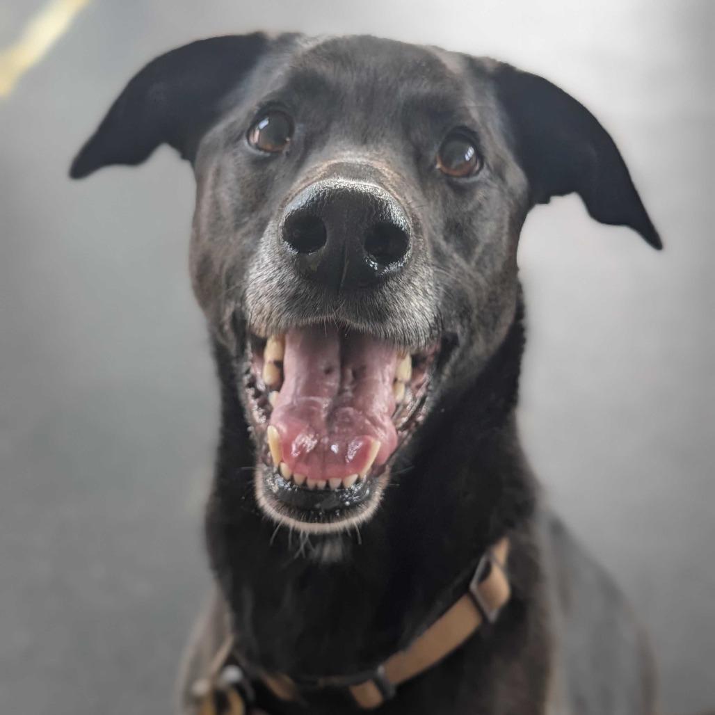 Tillie, a Adoptable Black Labrador Retriever in Dover, NH image 2/6