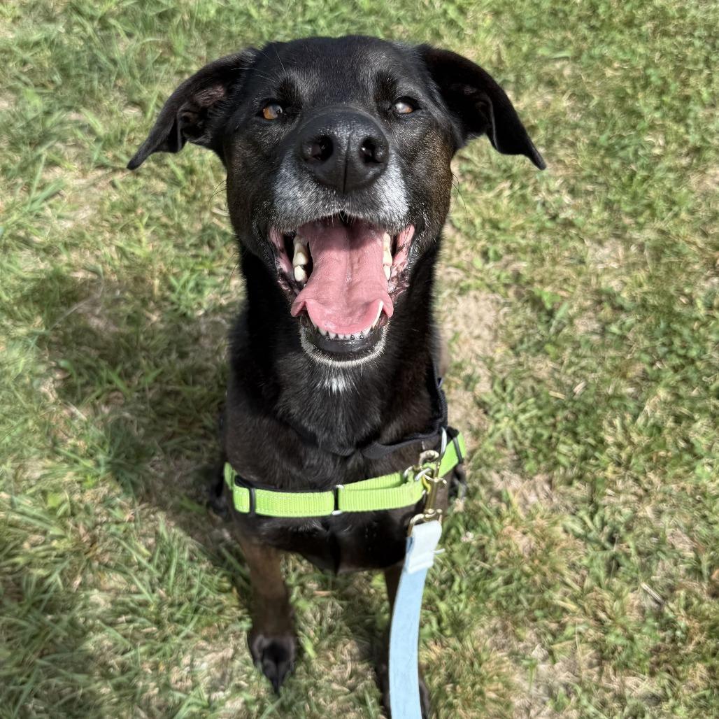 Tillie, a Adoptable Black Labrador Retriever in Dover, NH image 3/6