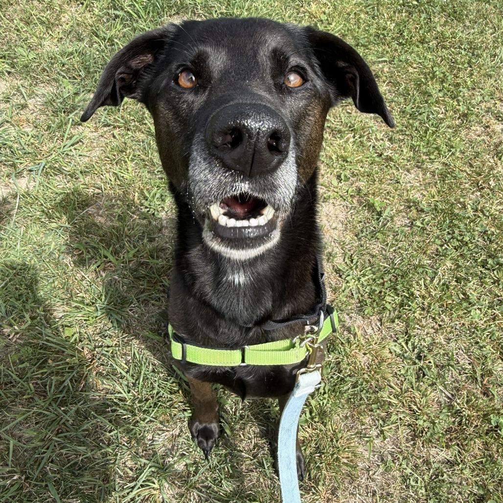 Tillie, a Adoptable Black Labrador Retriever in Dover, NH image 4/6