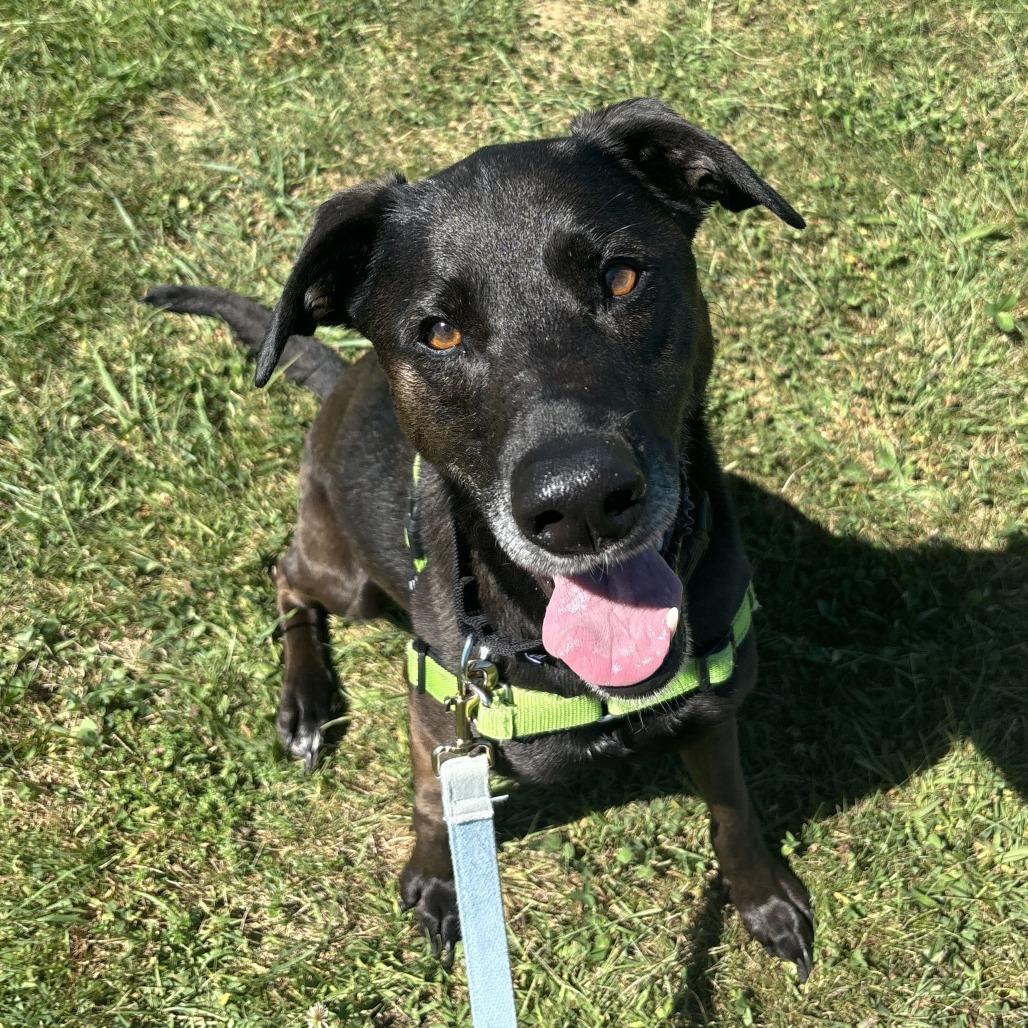 Tillie, a Adoptable Black Labrador Retriever in Dover, NH image 5/6