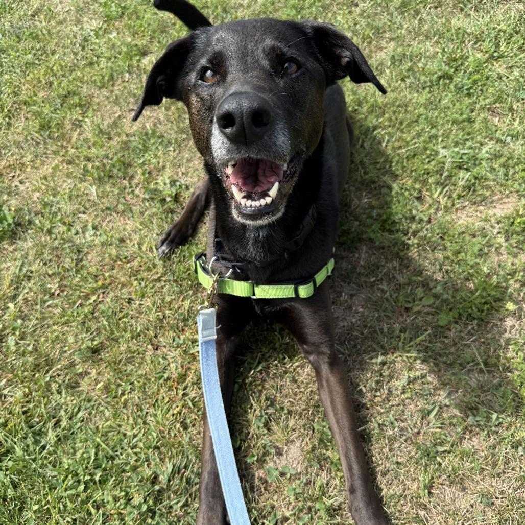 Tillie, a Adoptable Black Labrador Retriever in Dover, NH image 6/6