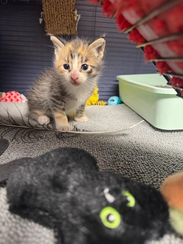 Enlarge Nellie, a Adoptable Domestic Short Hair in Belton, MO image 1/5