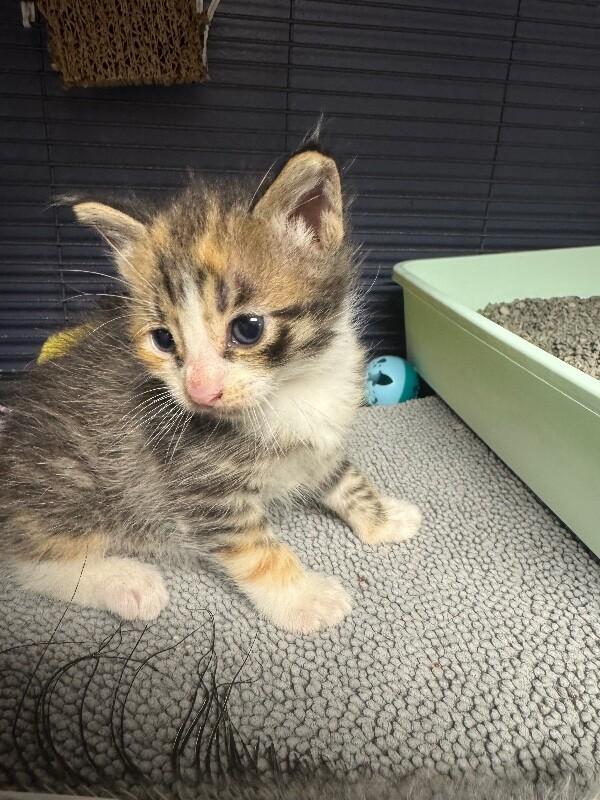 Enlarge Nellie, a Adoptable Domestic Short Hair in Belton, MO image 2/5