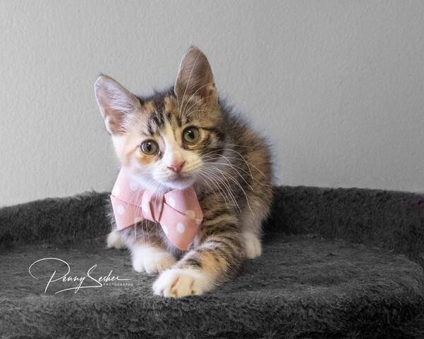 Enlarge Nellie, a Adoptable Domestic Short Hair in Belton, MO image 3/5