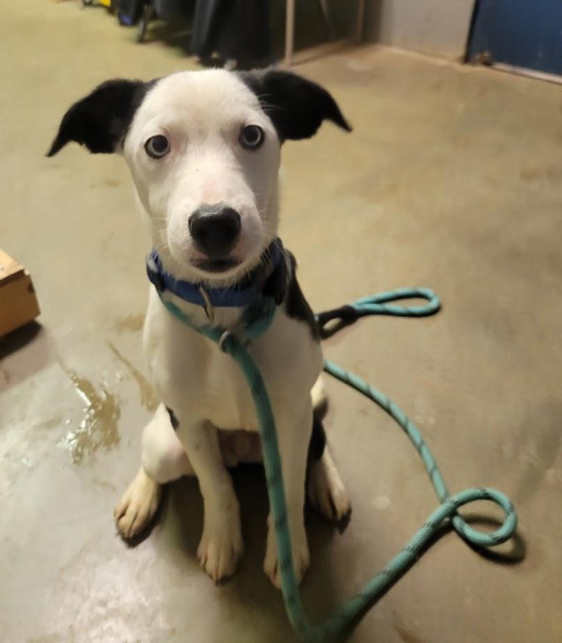 Jack 401-25, a ADOPTABLE mixed breed in Cambridge, OH image 1/2