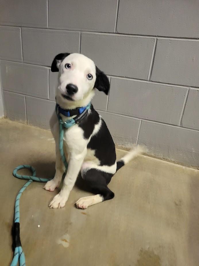 Jack 401-25, a ADOPTABLE mixed breed in Cambridge, OH image 2/2