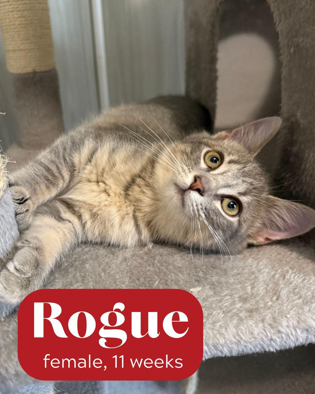 Available rescue animal