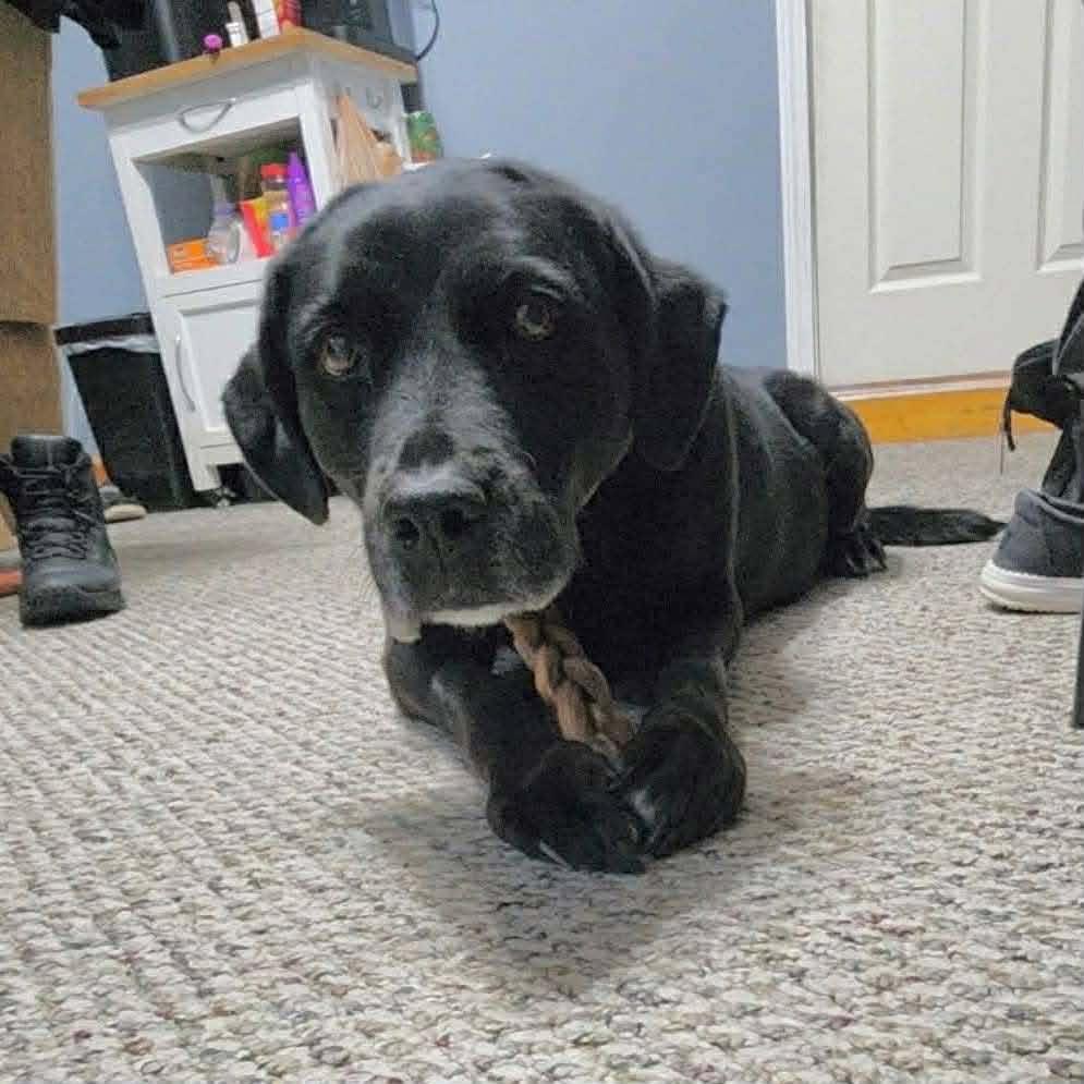 Enlarge Luna, an adopted mixed breed in Brattleboro, VT image 2/4