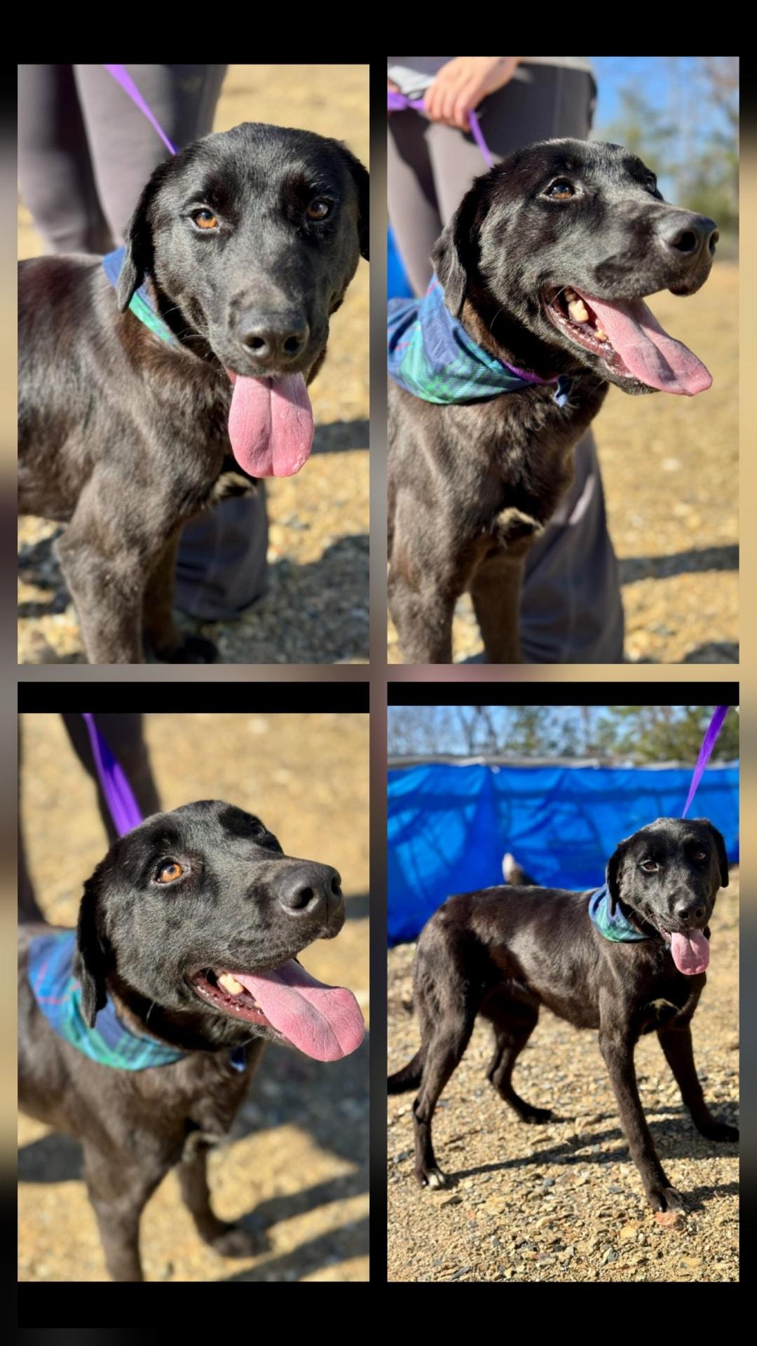 Enlarge Macy, a Adopted mixed breed in Lonsdale, AR image 1/1