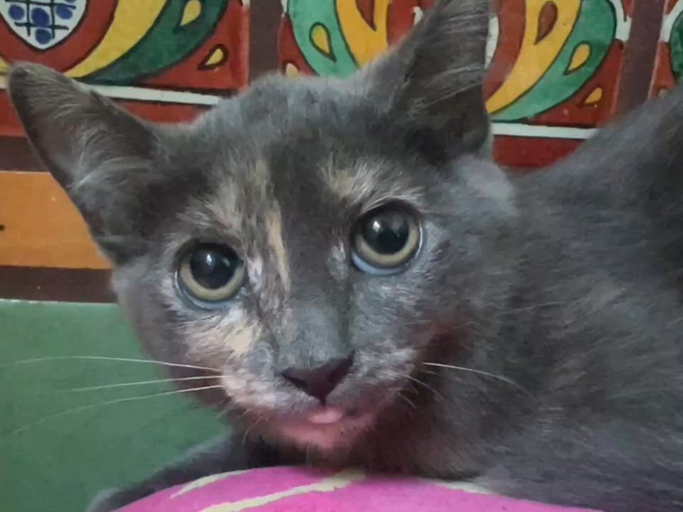 Enlarge Haze (Hazel), a Adoptable mixed breed in Los Angeles, CA video 5/5