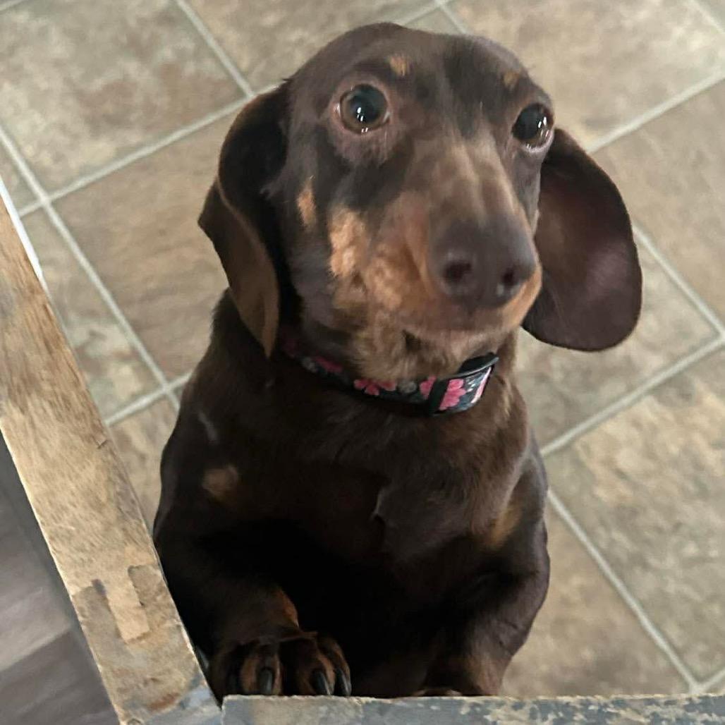 Enlarge Chilly, a Adoptable Dachshund in Jackson, MO image 1/4