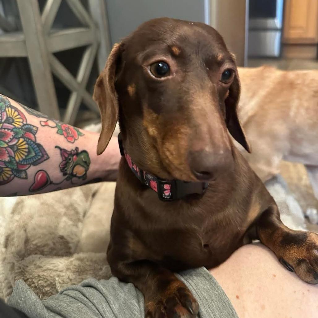 Enlarge Chilly, a Adoptable Dachshund in Jackson, MO image 2/4