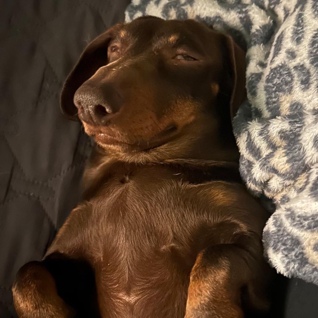 Enlarge Chilly, a Adoptable Dachshund in Jackson, MO image 3/4