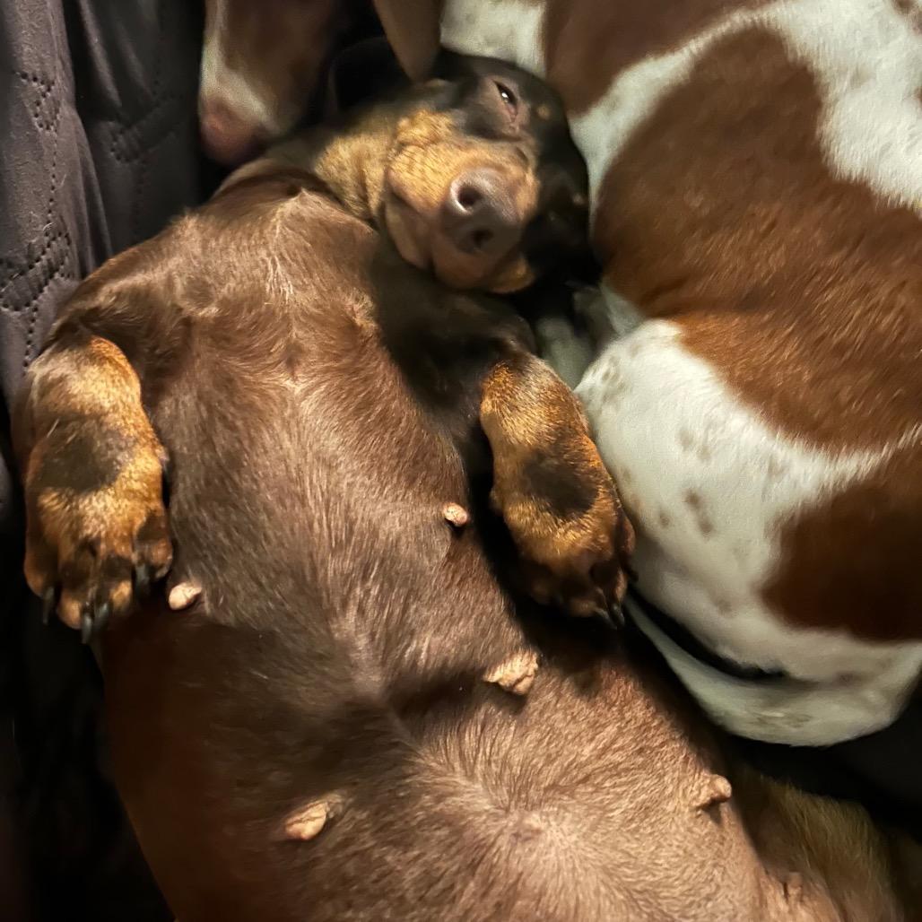 Enlarge Chilly, a Adoptable Dachshund in Jackson, MO image 4/4