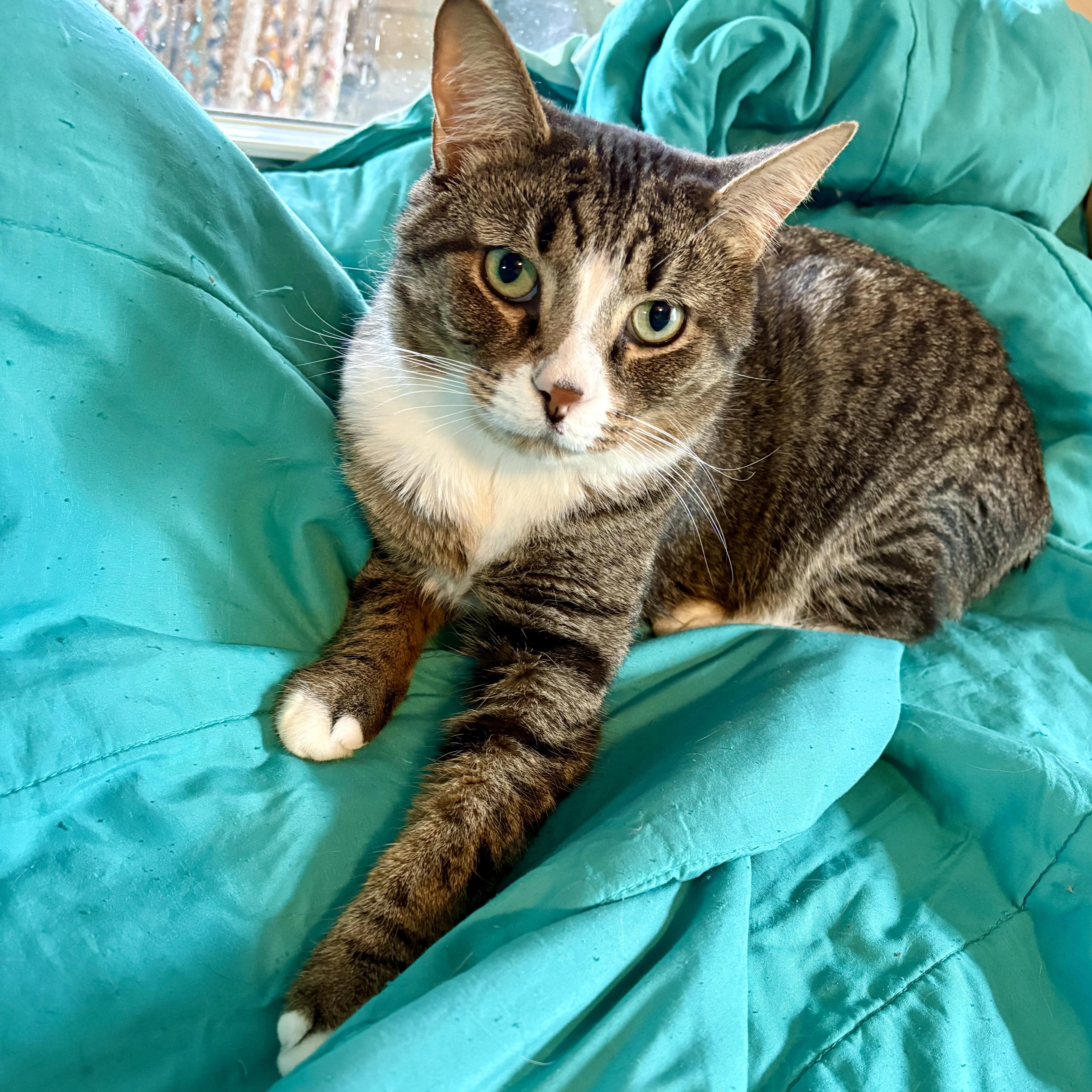 Enlarge Ollie, a Adoptable Domestic Short Hair in Akron, OH image 3/3