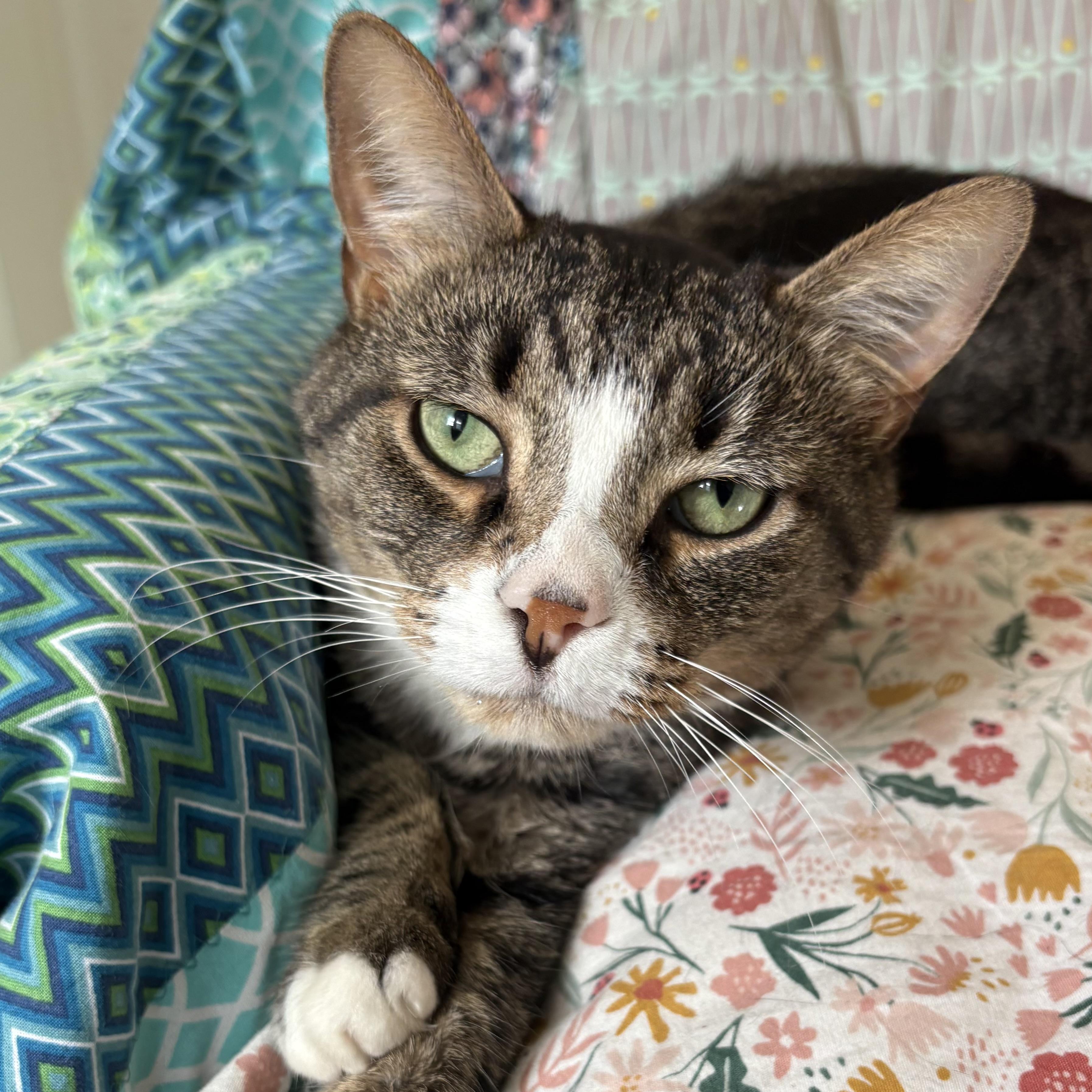 Enlarge Ollie, a Adoptable Domestic Short Hair in Akron, OH image 1/3