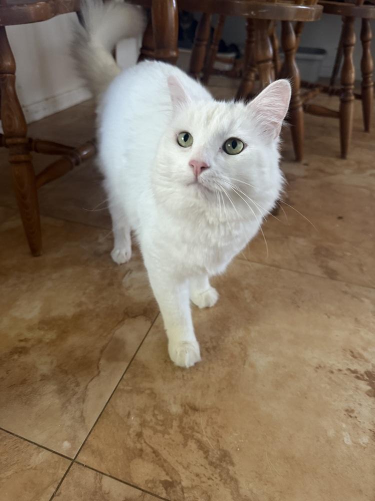 Casper, Adoptable, Young Male Domestic Short Hair.