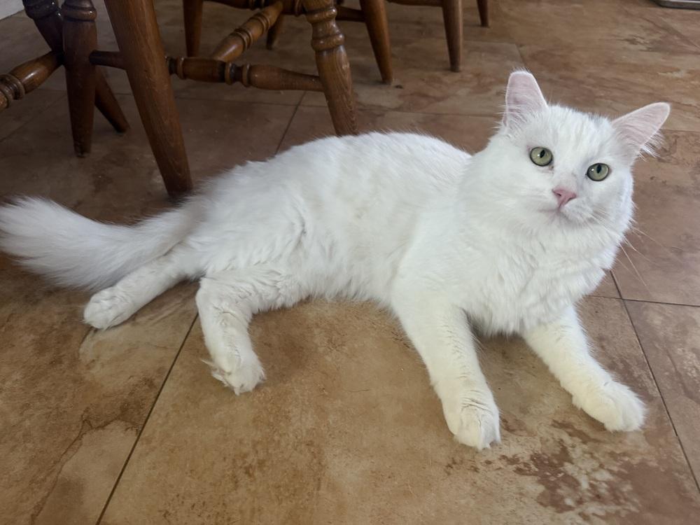 Enlarge Casper, a Adoptable Domestic Short Hair in Lancaster, CA image 2/3