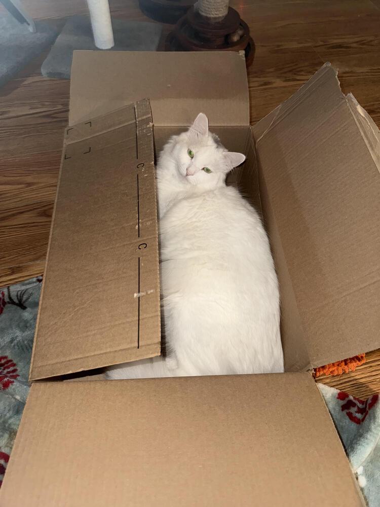 Enlarge Casper, a Adoptable Domestic Short Hair in Lancaster, CA image 3/3